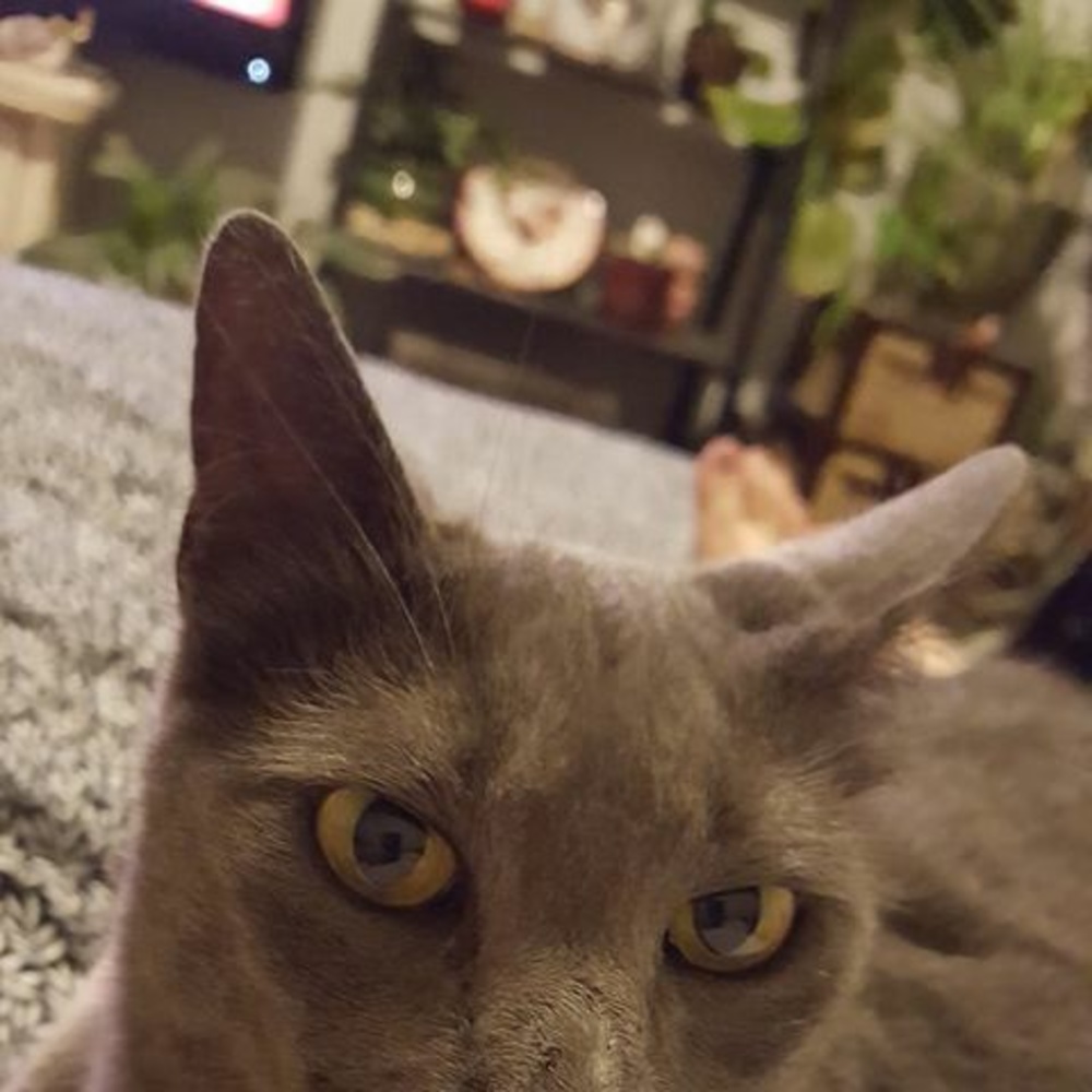 Meet your Posher, Brenda